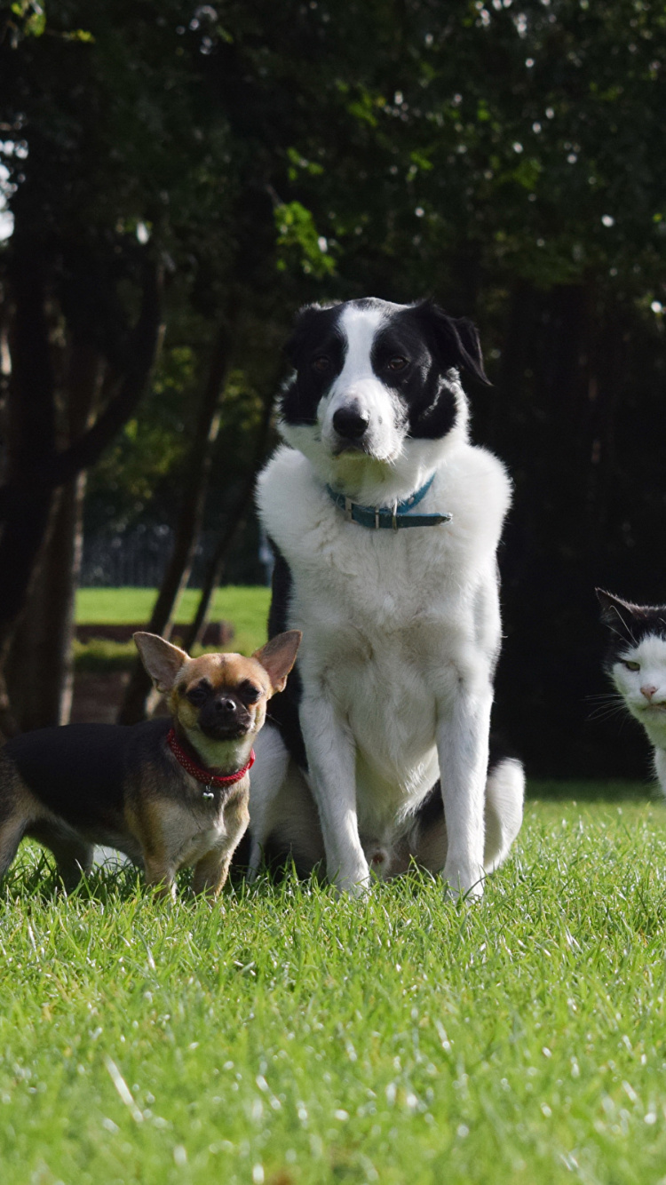 Border Collie Blanco y Negro y Perro Mediano de Pelaje Corto Marrón y Blanco Sobre Hierba Verde. Wallpaper in 750x1334 Resolution