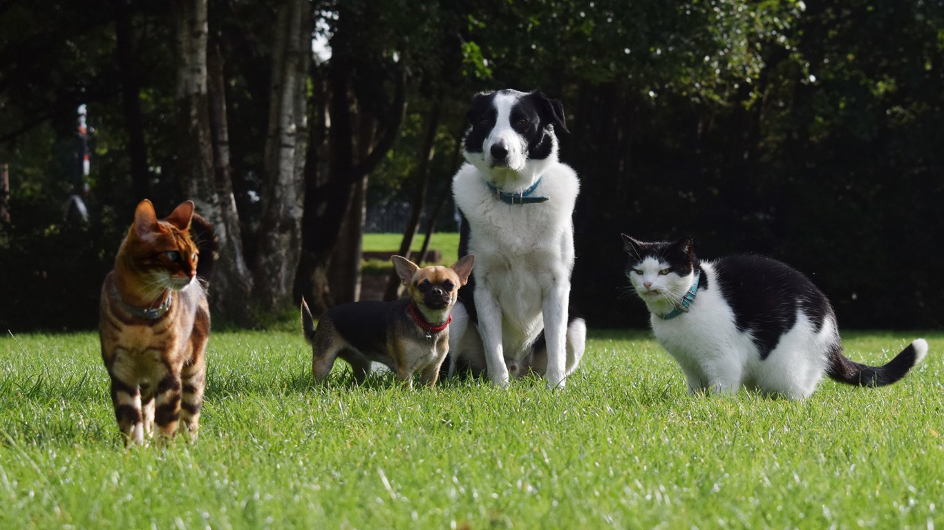 Schwarz-weißer Border Collie Und Braun-weißer Kurzmantel Mittelgroßer Hund Auf Grünem Gras. Wallpaper in 1366x768 Resolution