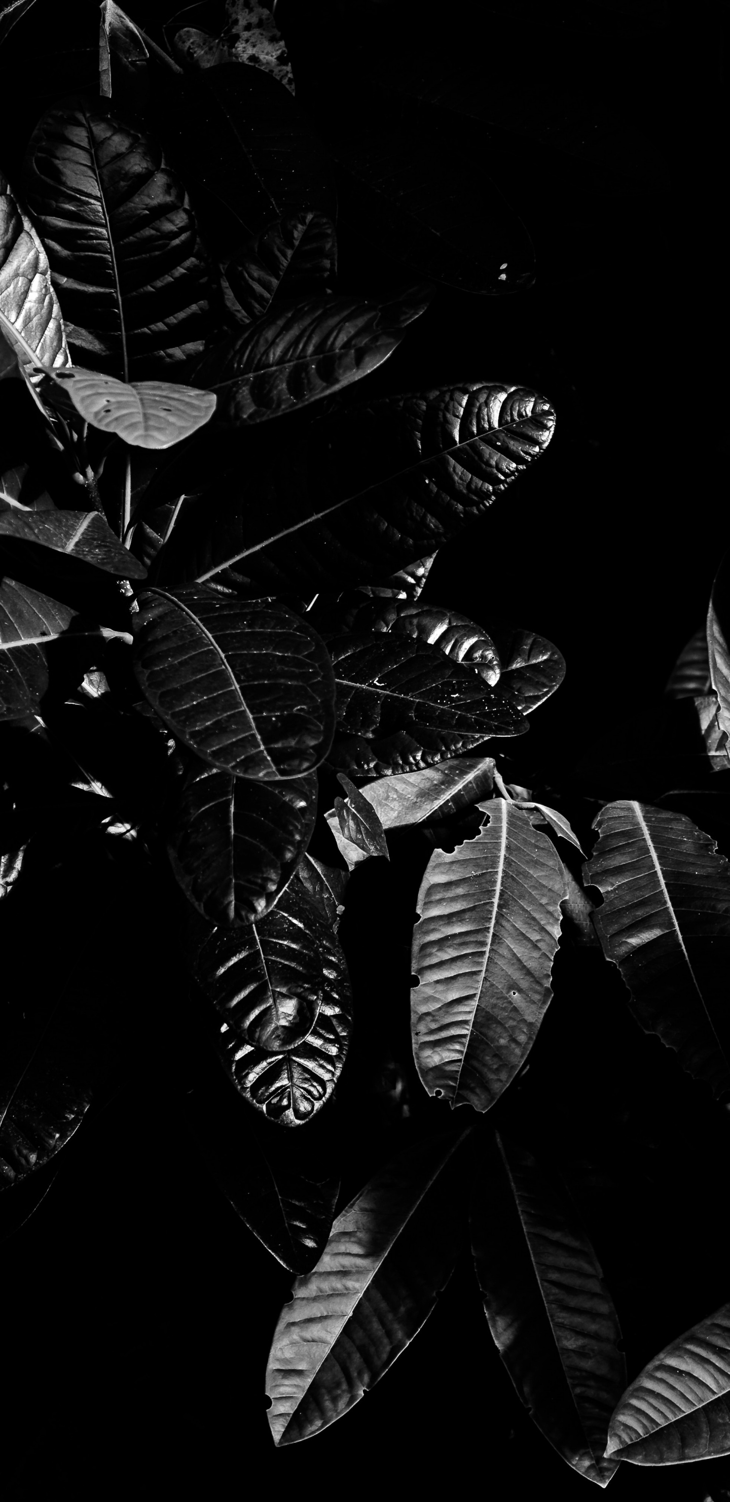 单色模式, 黑色和白色的, 黑色的 壁纸 1440x2960 允许