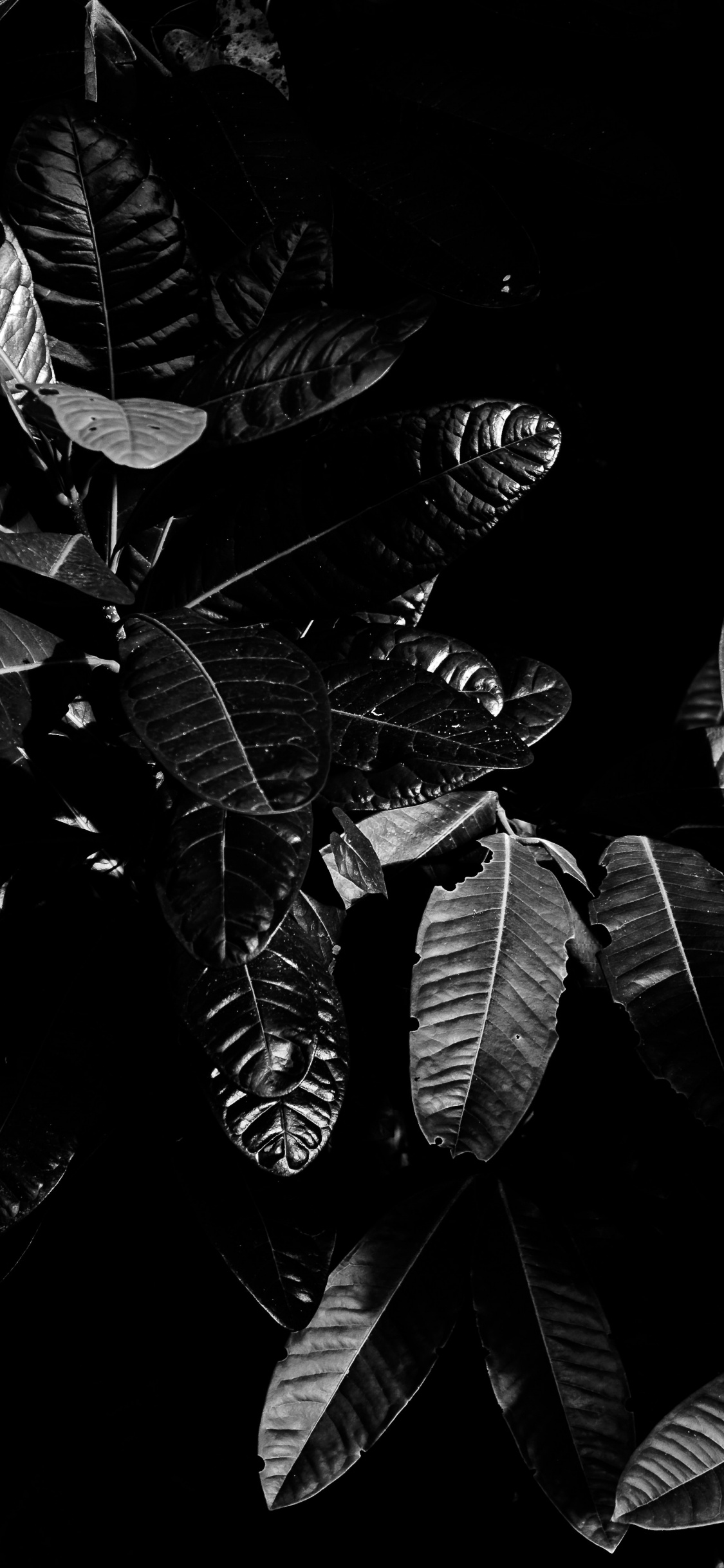 Monochrom, Blatt, Baum, Monochrome-Modus, Schwarz Und Weiß. Wallpaper in 1125x2436 Resolution