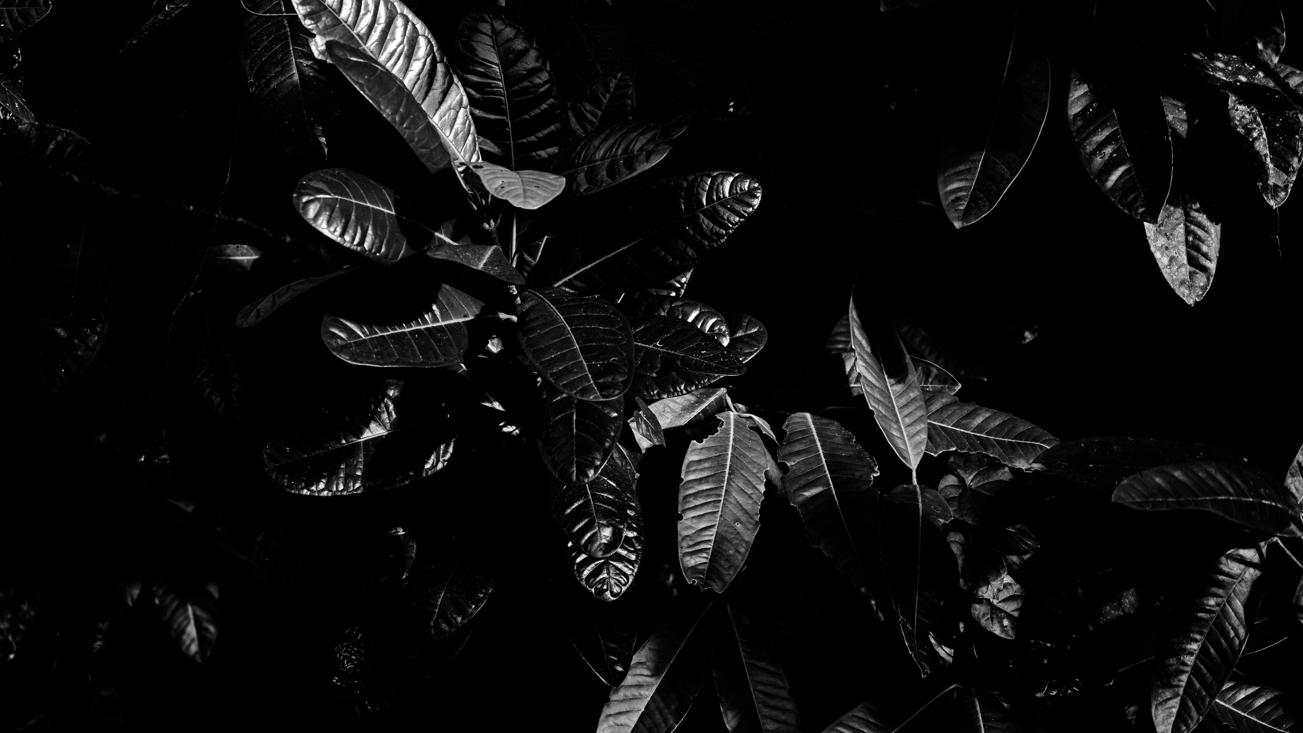 Monochrom, Blatt, Baum, Monochrome-Modus, Schwarz Und Weiß. Wallpaper in 2560x1440 Resolution
