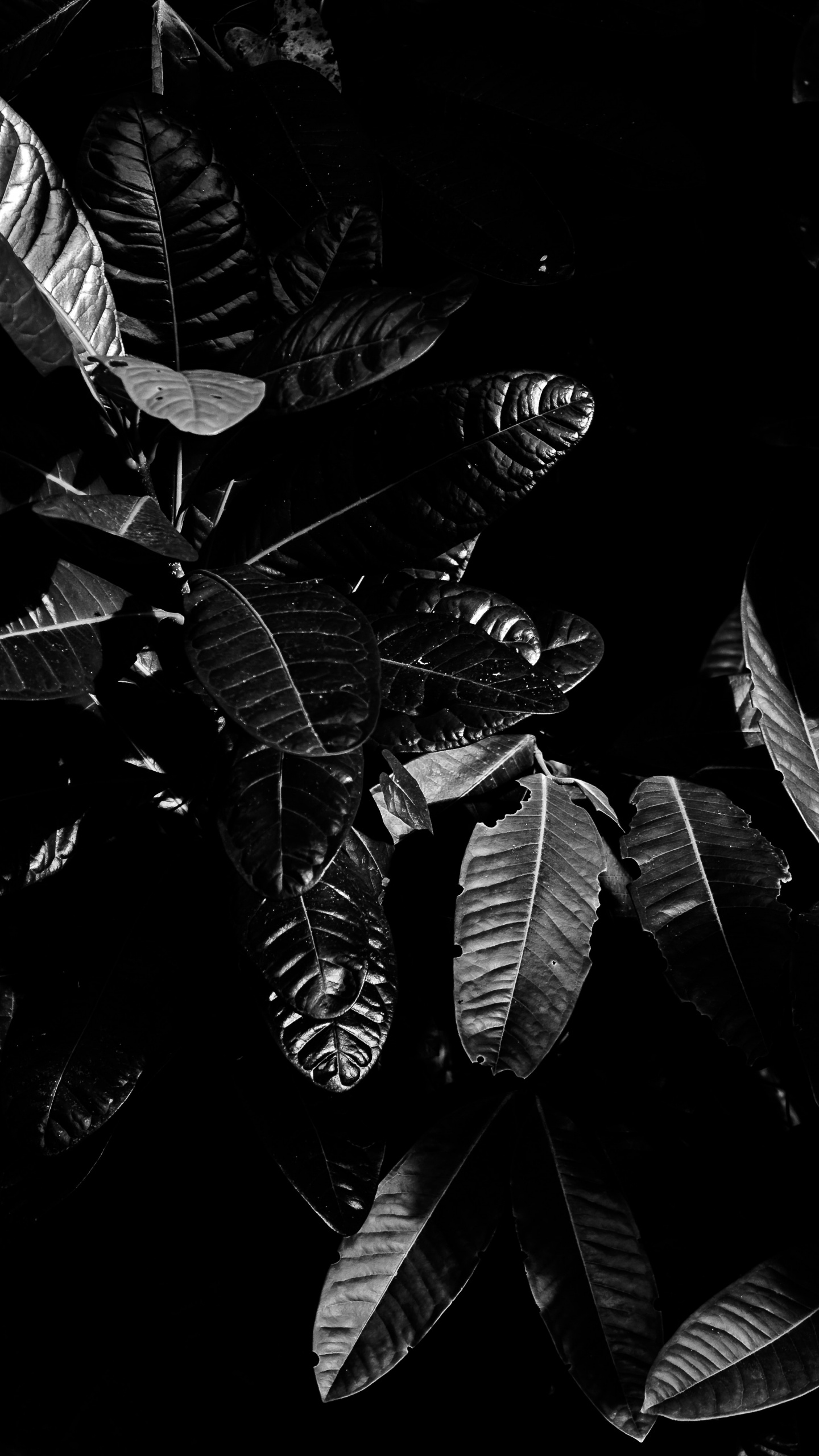 Monocromo, Modo Monocromo, en Blanco y Negro, Negro, POR FAVOR NO VAYA. Wallpaper in 1440x2560 Resolution