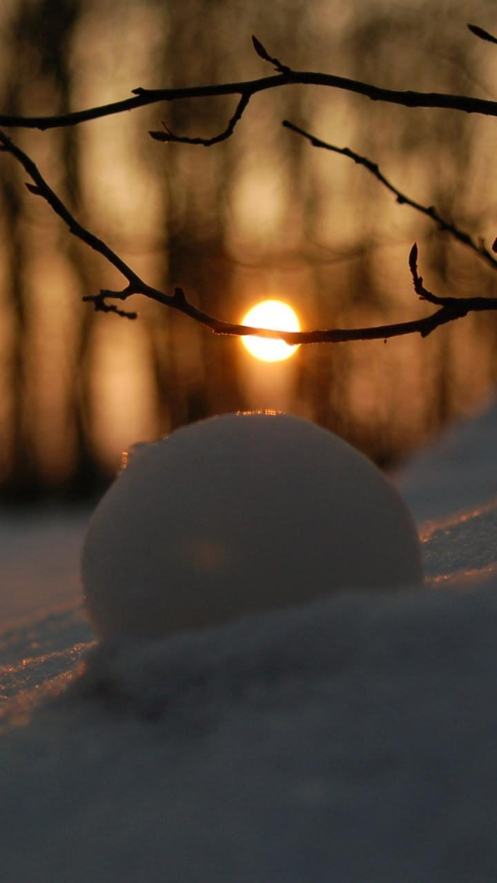 Terreno Cubierto de Nieve Con Árboles Desnudos Durante el Día. Wallpaper in 720x1280 Resolution