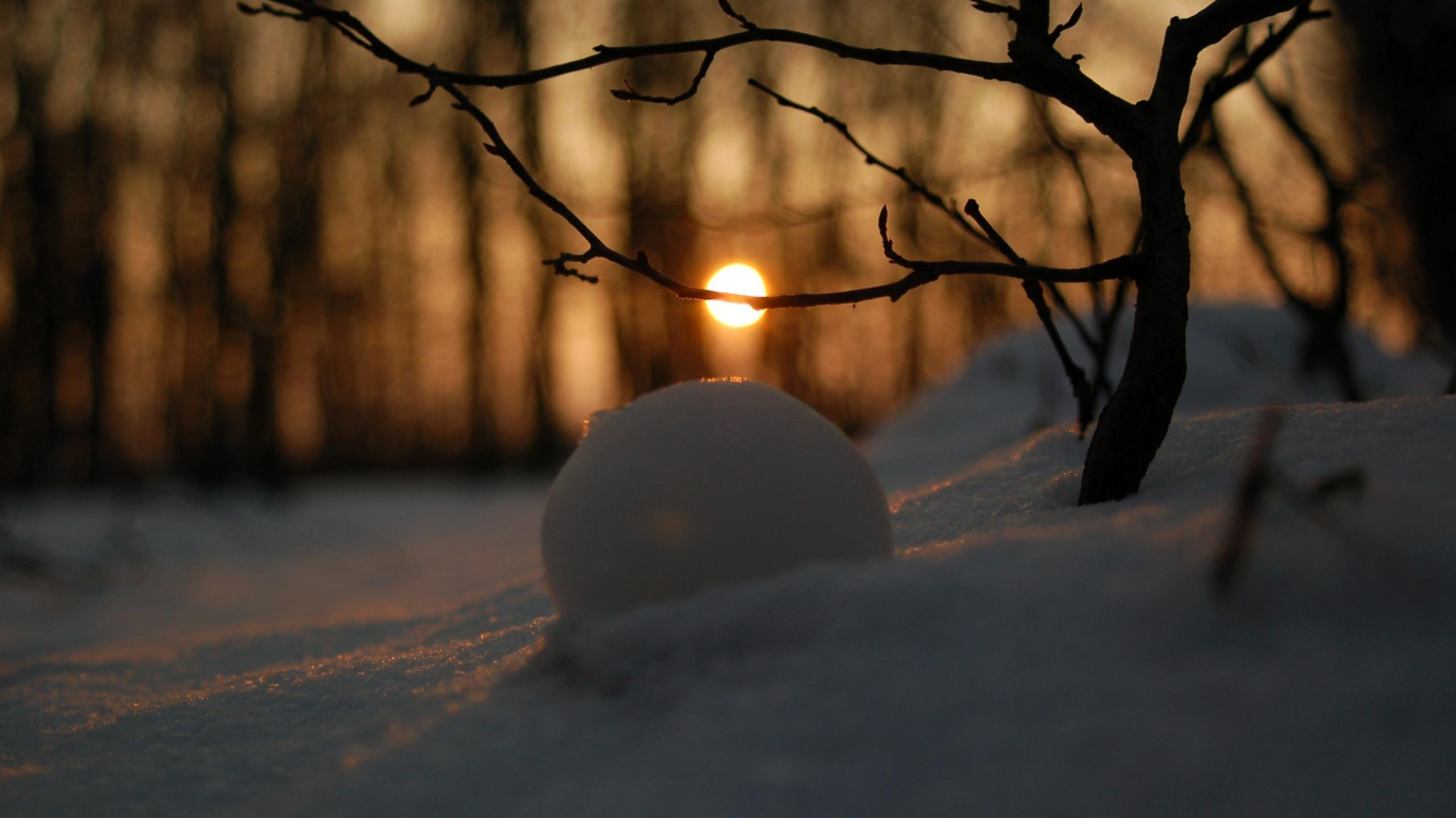 Schneebedeckter Boden Mit Kahlen Bäumen Tagsüber. Wallpaper in 1366x768 Resolution