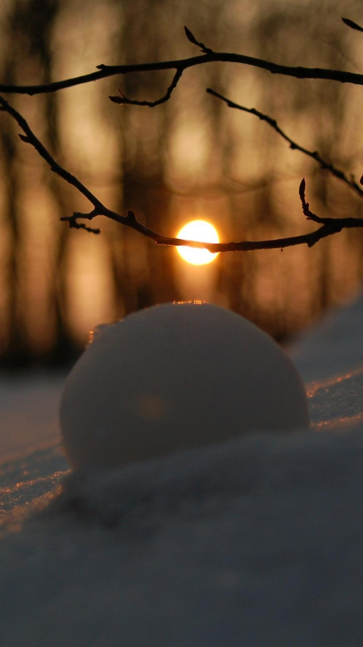Sol Couvert de Neige Avec Des Arbres Nus Pendant la Journée. Wallpaper in 750x1334 Resolution