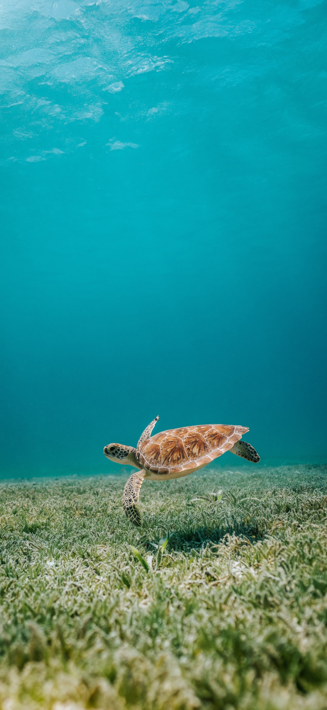 Tortuga Marrón en el Agua. Wallpaper in 1125x2436 Resolution