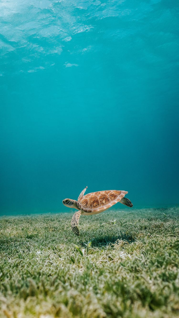 Tortuga Marrón en el Agua. Wallpaper in 750x1334 Resolution