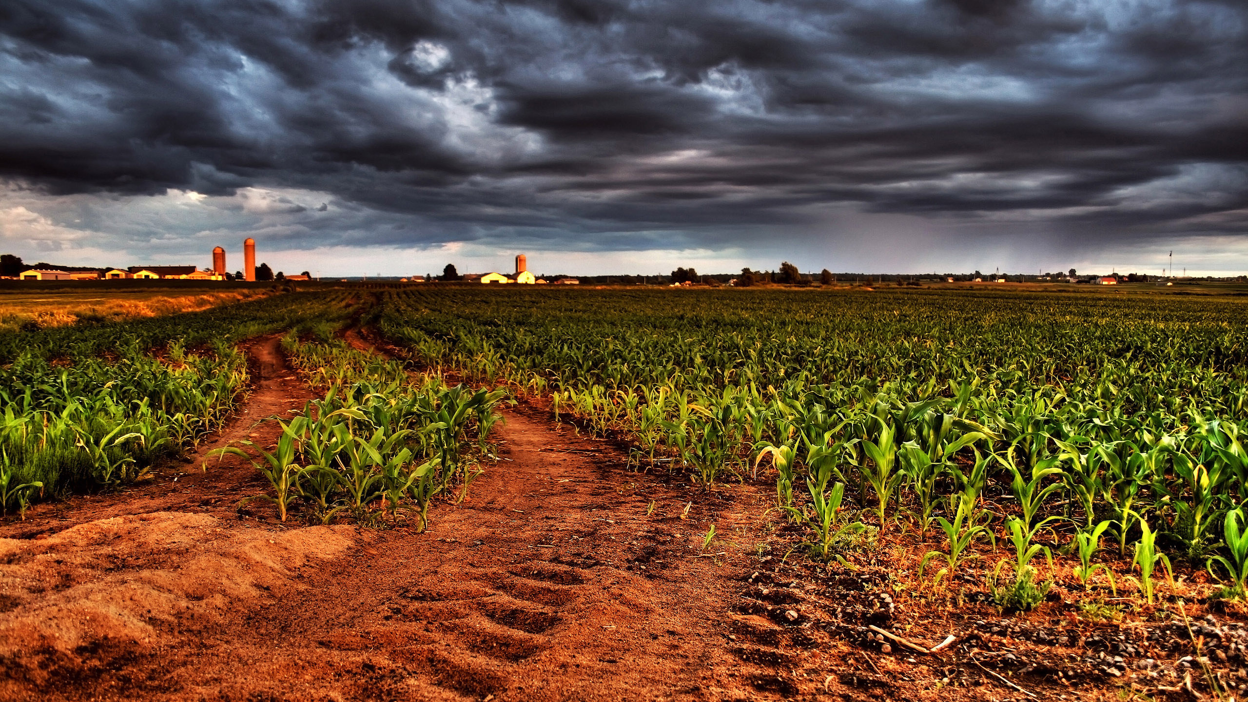Green Corn Field Under Gray Clouds. Wallpaper in 2560x1440 Resolution