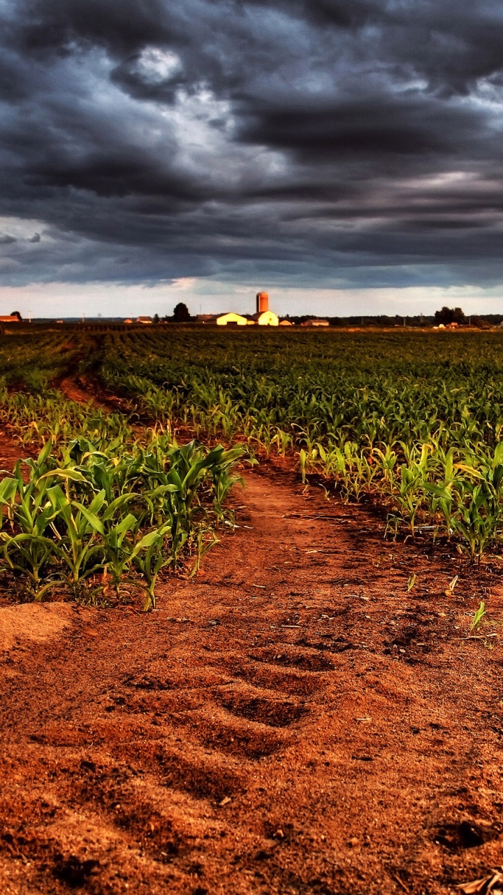 Green Corn Field Under Gray Clouds. Wallpaper in 720x1280 Resolution