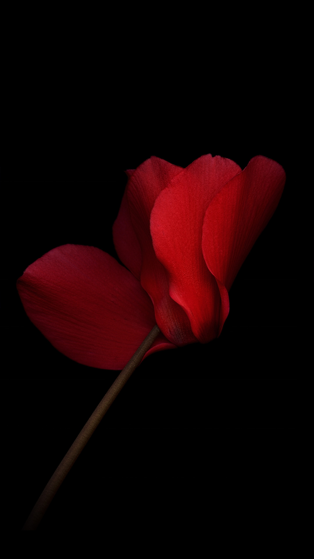 Huawei, Huawei Honor V8, Petal, Smartphone, Flower. Wallpaper in 1080x1920 Resolution