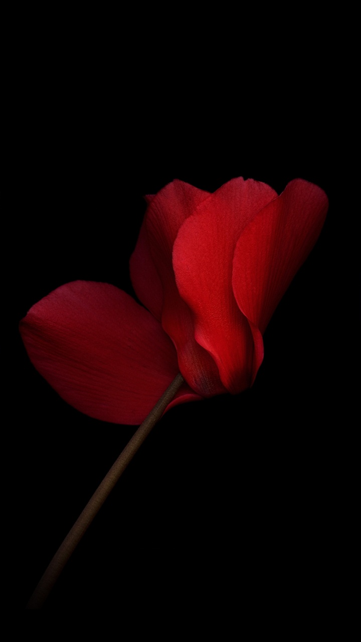 Huawei, Huawei Honor V8, Petal, Smartphone, Flower. Wallpaper in 720x1280 Resolution
