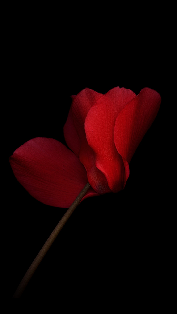 Huawei, Huawei Honor V8, Pétale, Smartphone, Red. Wallpaper in 750x1334 Resolution