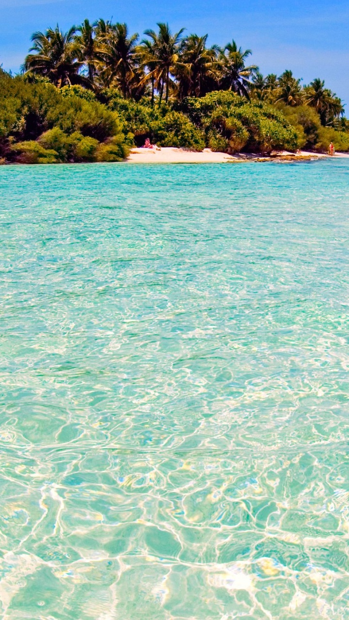 Green Trees on Green Sea Under Blue Sky During Daytime. Wallpaper in 720x1280 Resolution