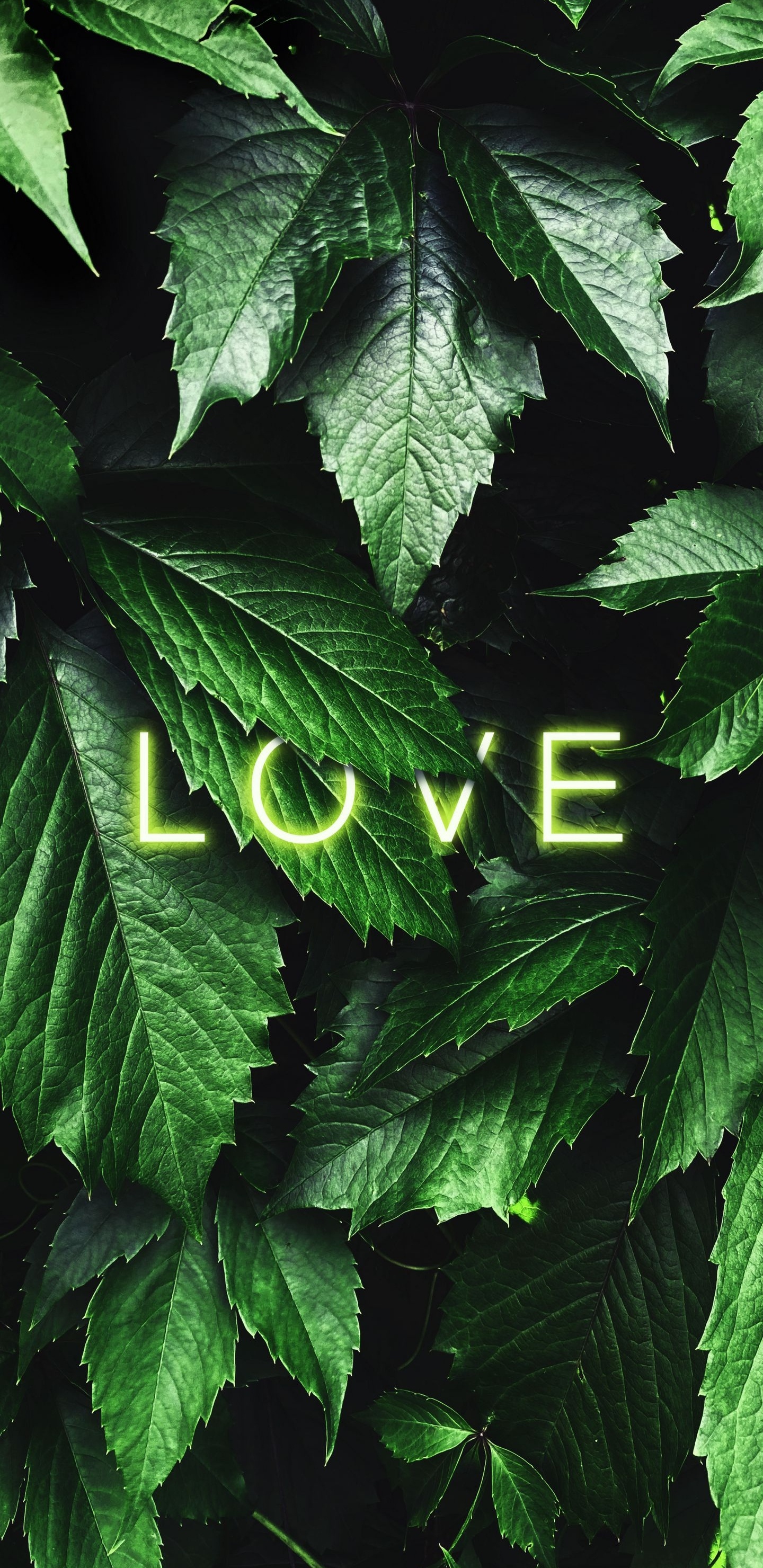 Liebe, Blatt, Botanik, Terrestrische Pflanzen, Blühende Pflanze. Wallpaper in 1440x2960 Resolution