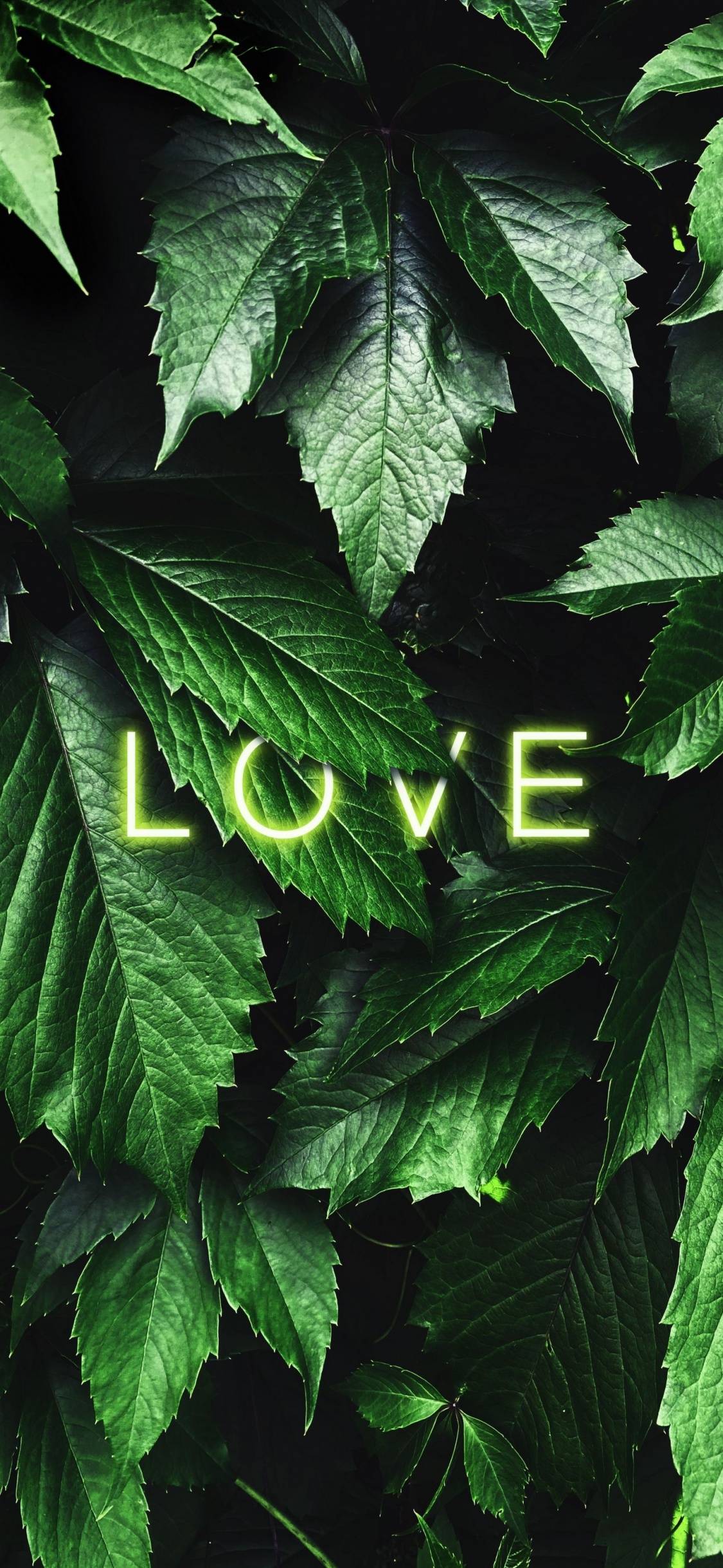 Love, Leaf, Plant, Botany, Terrestrial Plant. Wallpaper in 1125x2436 Resolution