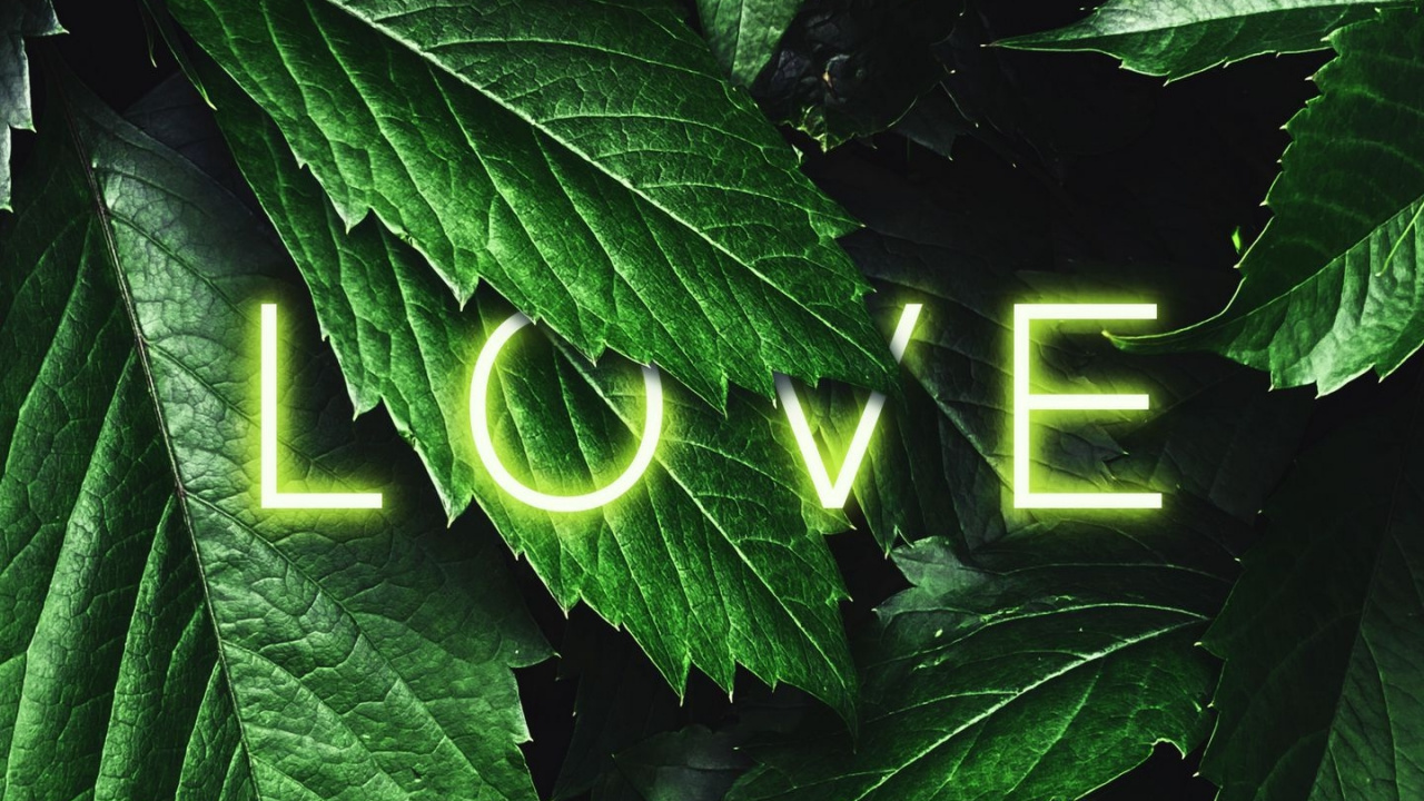 Love, Leaf, Plant, Botany, Terrestrial Plant. Wallpaper in 1280x720 Resolution