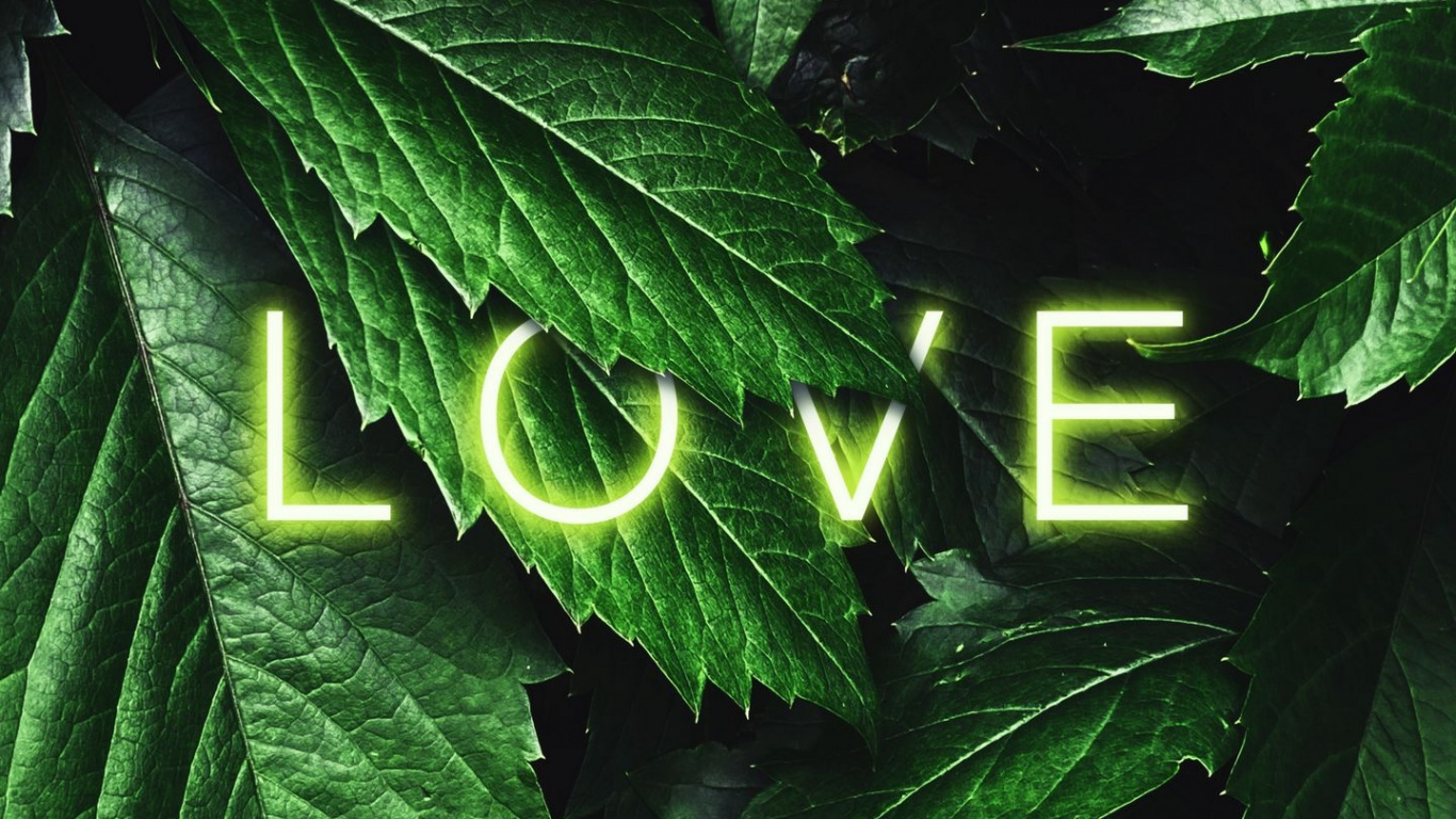 Love, Leaf, Plant, Botany, Terrestrial Plant. Wallpaper in 1366x768 Resolution