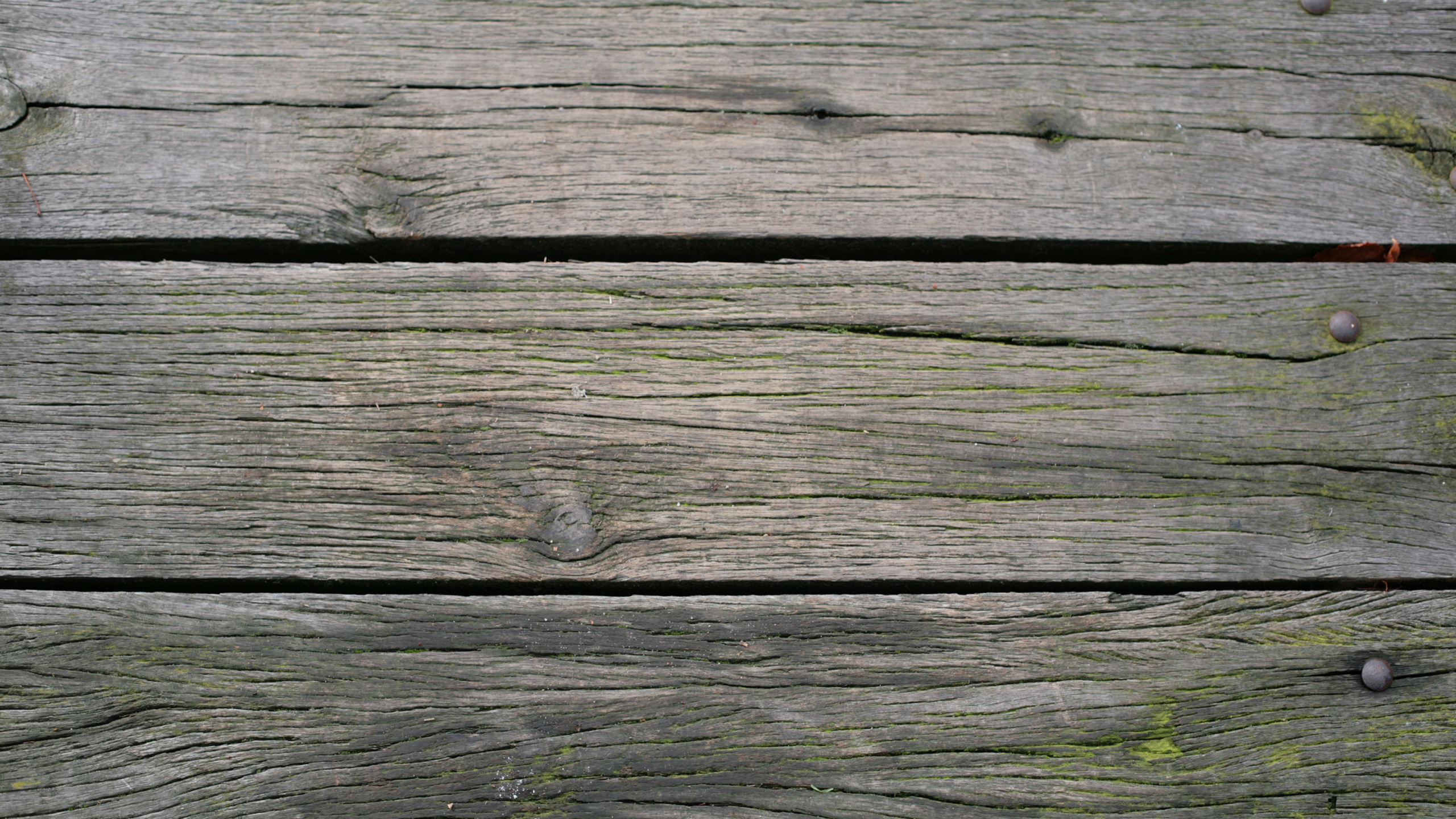 Planche de Bois Marron Avec Mousse Verte. Wallpaper in 2560x1440 Resolution