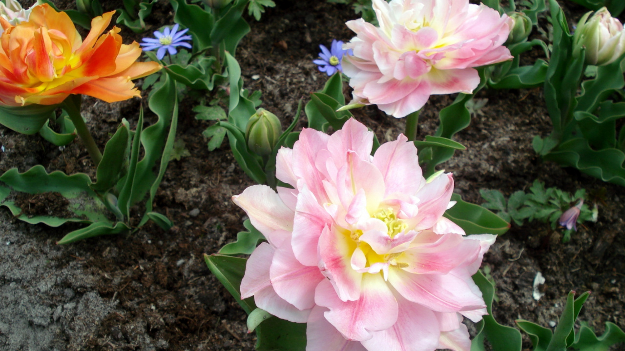 Rosa Und Weiße Blüten Auf Schwarzer Erde. Wallpaper in 1280x720 Resolution