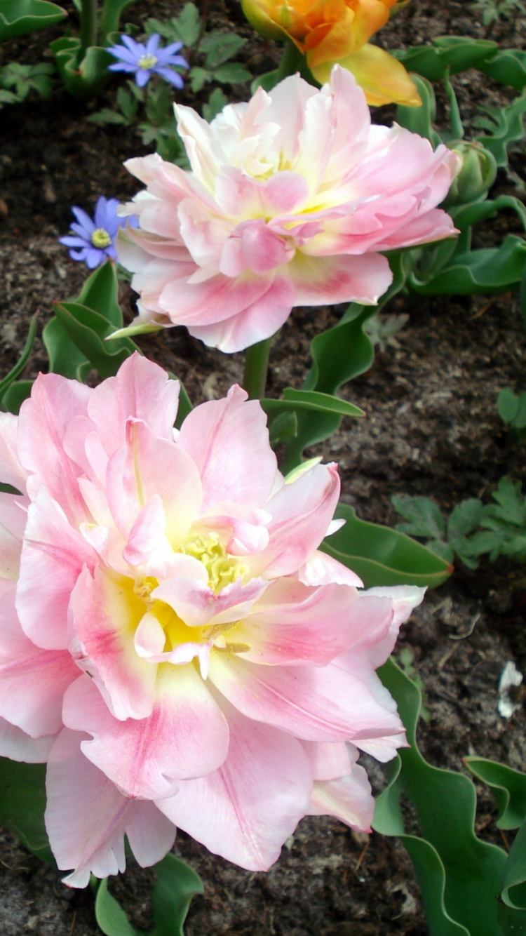 Flores Rosadas y Blancas Sobre Suelo Negro. Wallpaper in 750x1334 Resolution