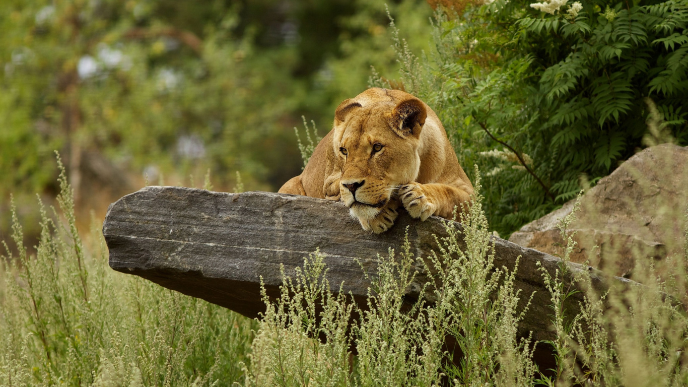 Brown Lioness Lying on Brown Wooden Log During Daytime. Wallpaper in 1366x768 Resolution