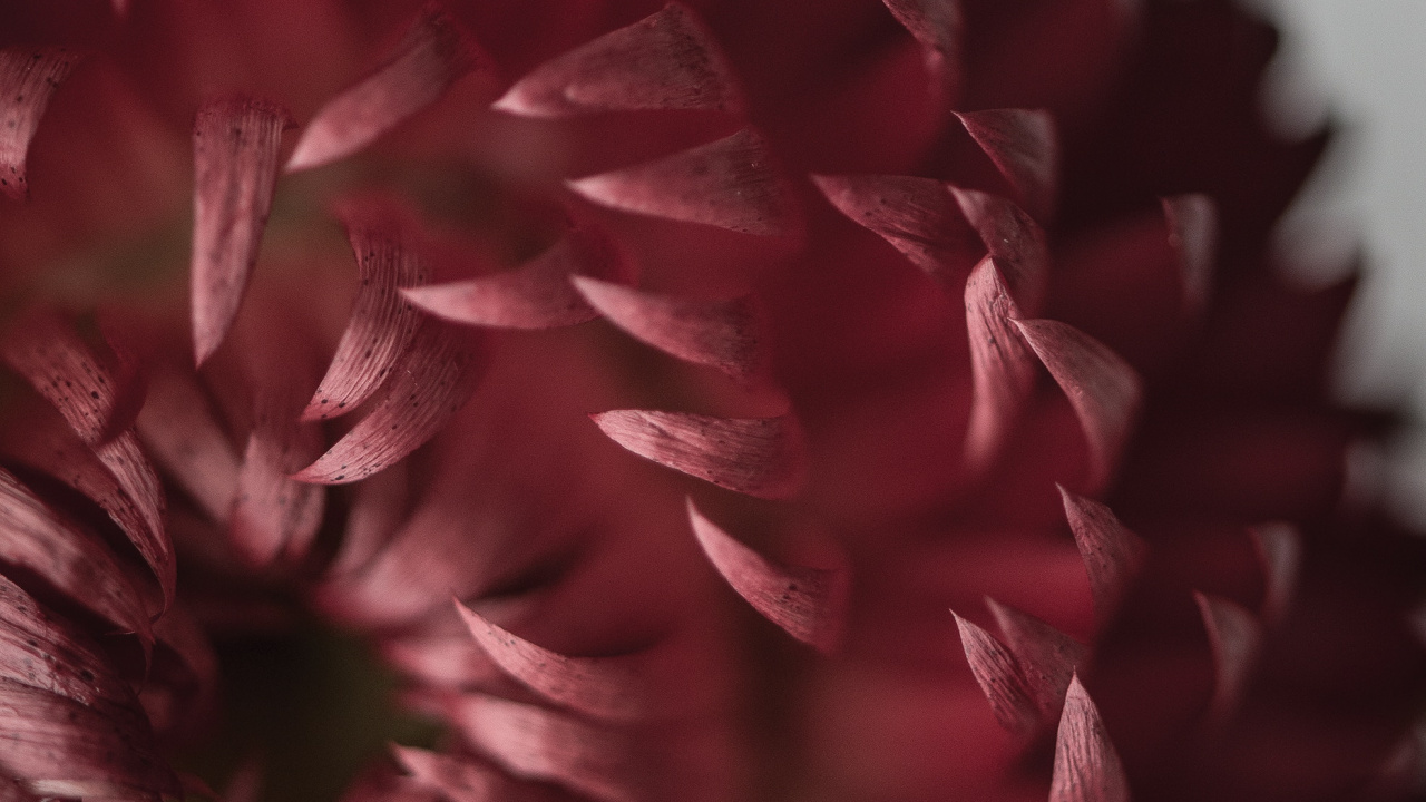 Rote Und Schwarze Blume in Nahaufnahmen. Wallpaper in 1280x720 Resolution