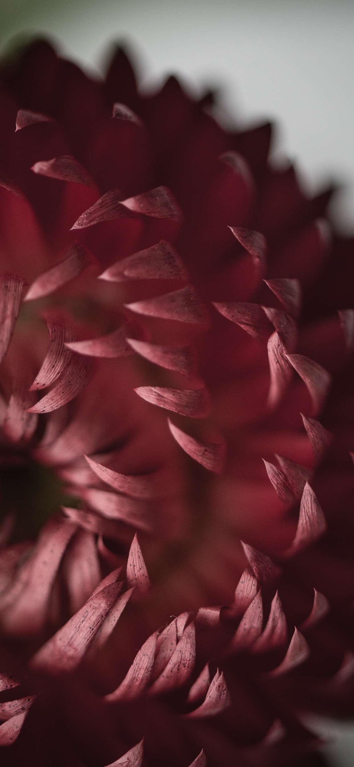 Red and Black Flower in Close up Photography. Wallpaper in 1242x2688 Resolution