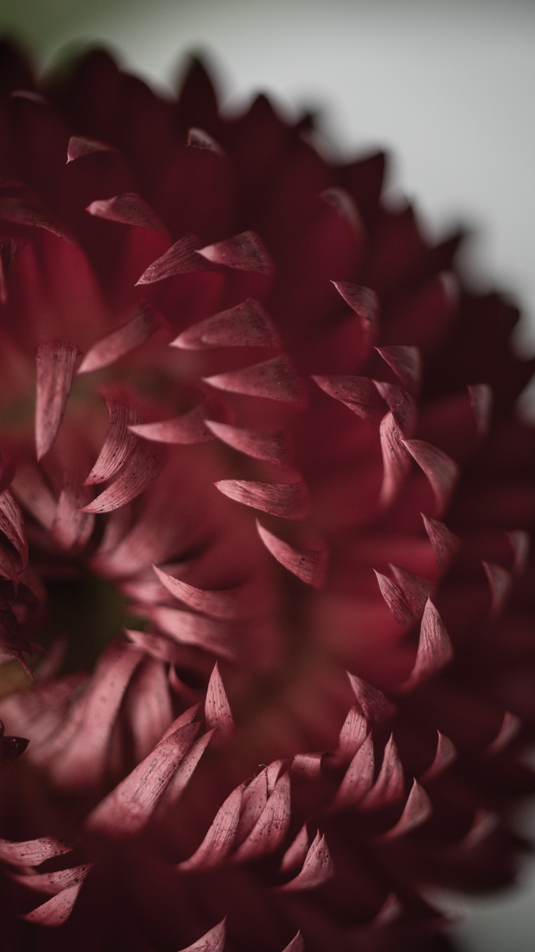 Red and Black Flower in Close up Photography. Wallpaper in 750x1334 Resolution
