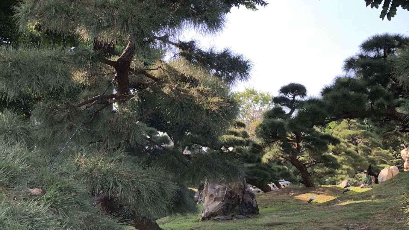 Hongkong, Vegetation, Gewässer, Natur, Holz. Wallpaper in 1366x768 Resolution