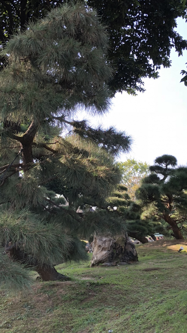 Hongkong, Vegetation, Gewässer, Natur, Holz. Wallpaper in 750x1334 Resolution