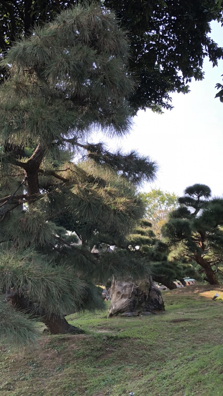 香港, 植被, 人体内的水, 性质, 木 壁纸 720x1280 允许