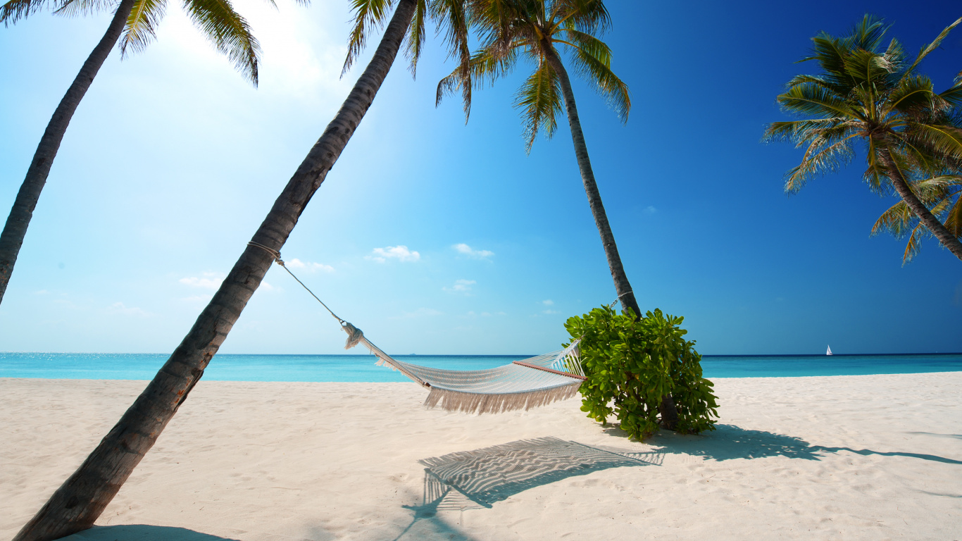 Palmier Vert Sur la Plage de Sable Blanc Pendant la Journée. Wallpaper in 1366x768 Resolution