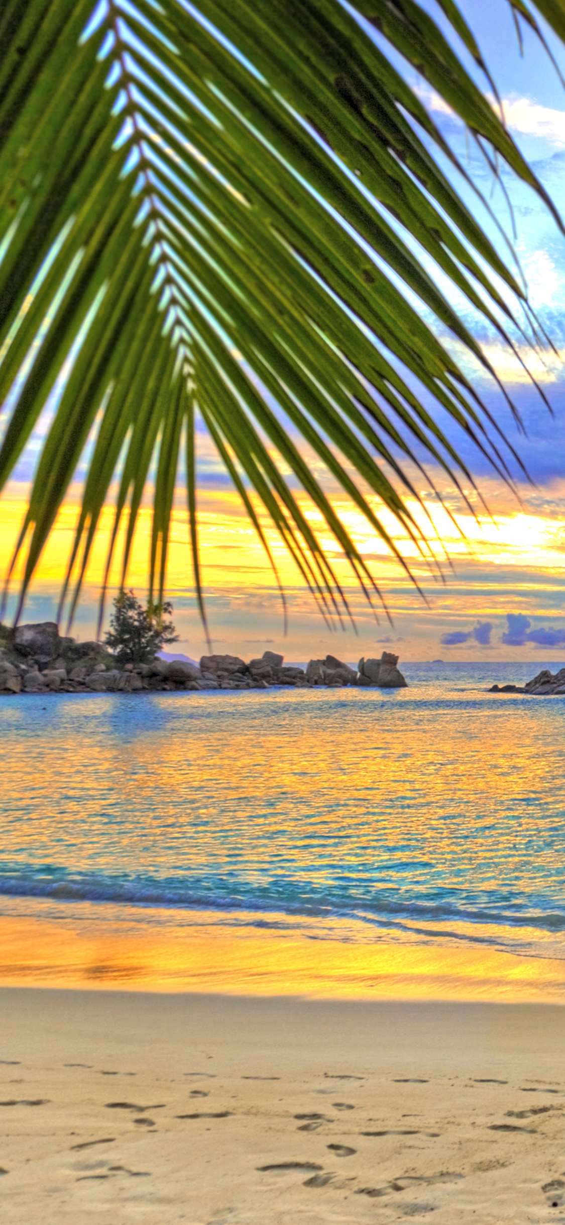 Silhouette of Palm Tree Near Body of Water During Sunset. Wallpaper in 1125x2436 Resolution