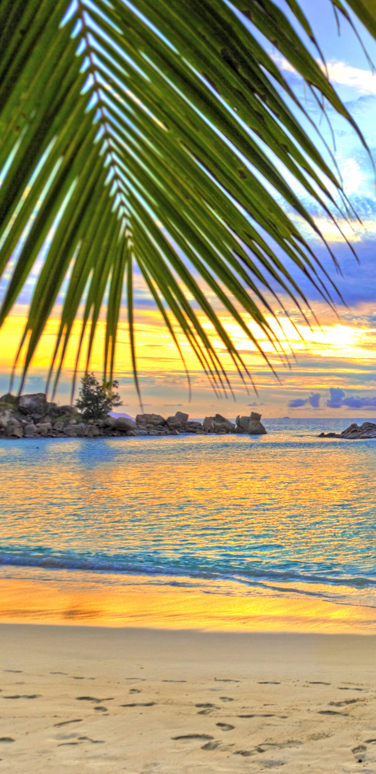 Silhouette of Palm Tree Near Body of Water During Sunset. Wallpaper in 1440x2960 Resolution