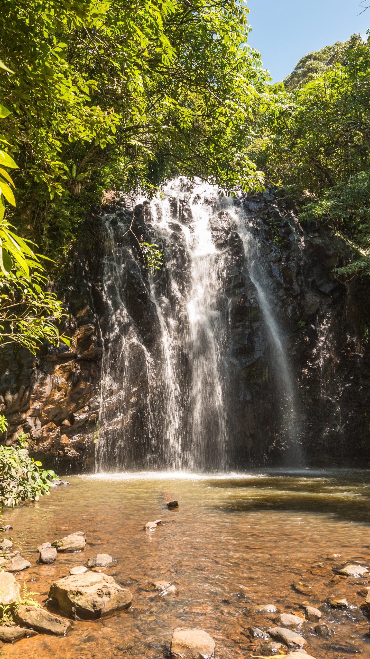 Cascadas en Medio Del Bosque Durante el Día. Wallpaper in 1440x2560 Resolution