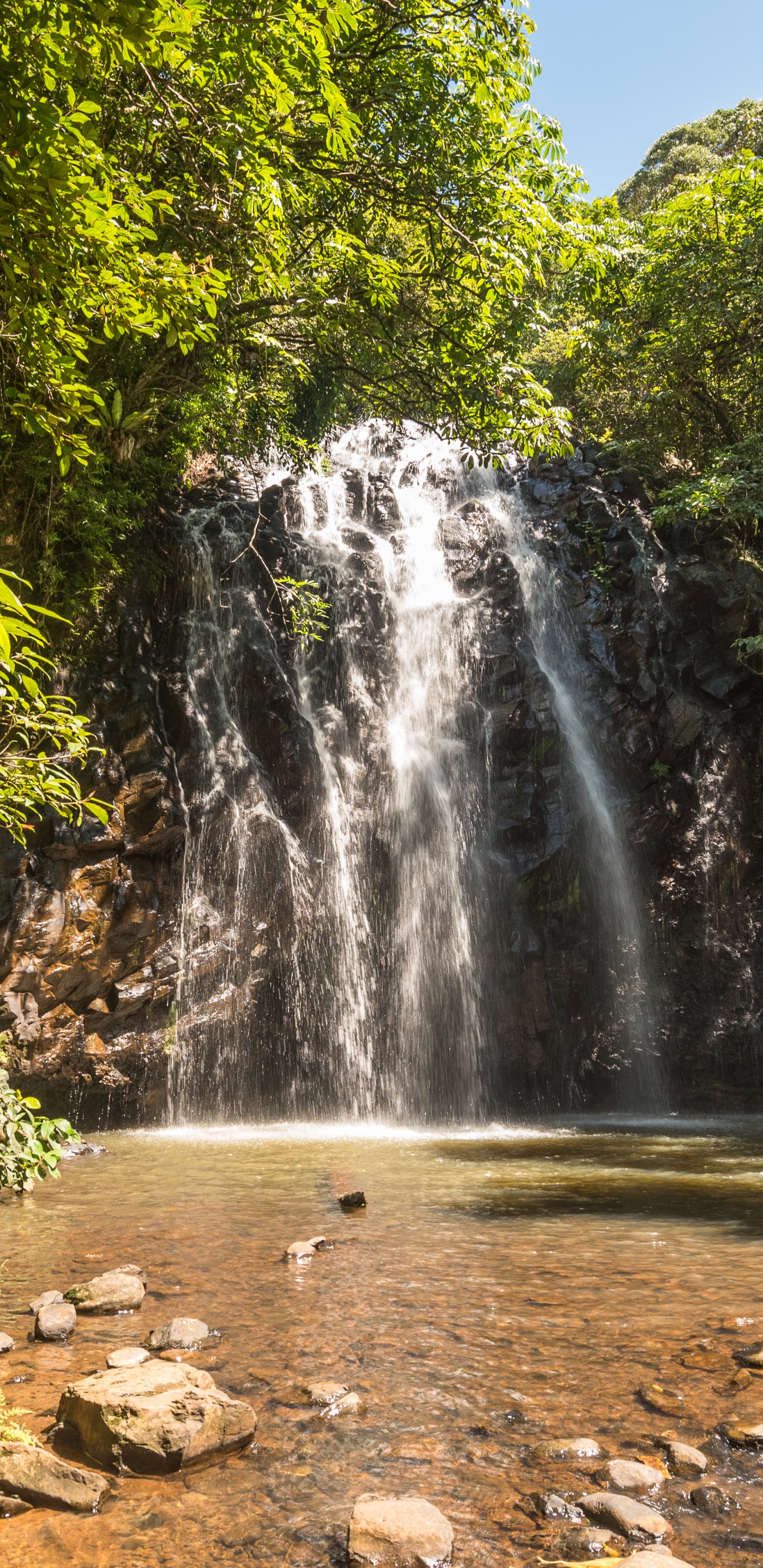 Cascadas en Medio Del Bosque Durante el Día. Wallpaper in 1440x2960 Resolution