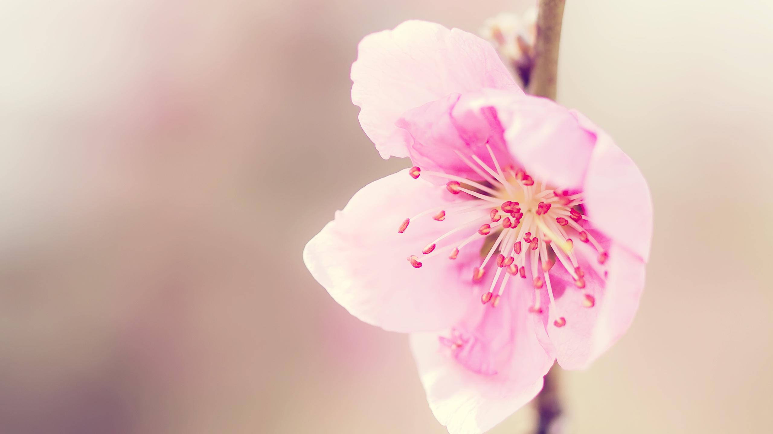 Lila Blume in Makroaufnahme. Wallpaper in 2560x1440 Resolution