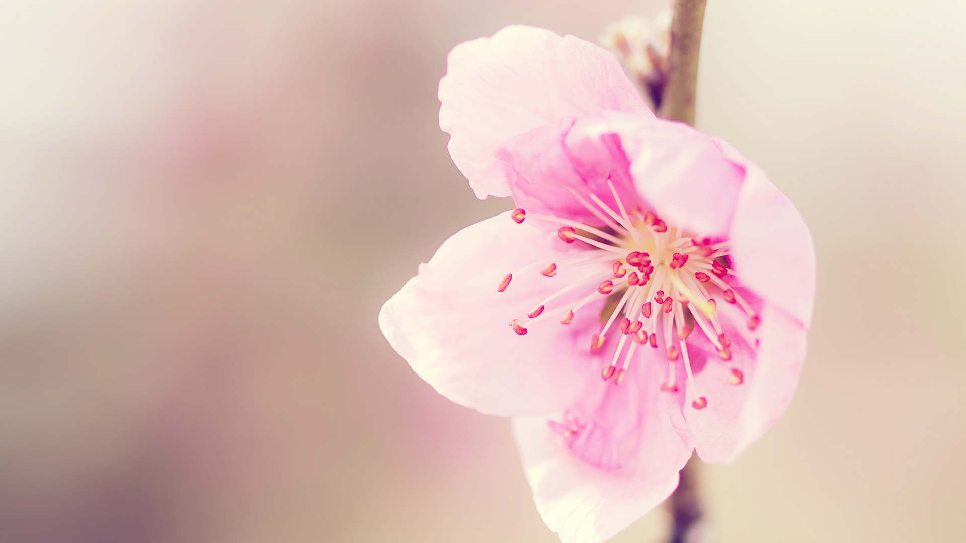 Fleur Violette en Macro Shot. Wallpaper in 1920x1080 Resolution
