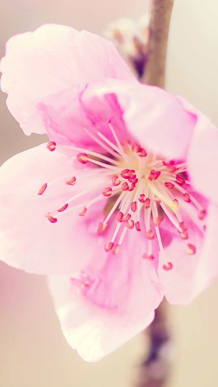 粉红色, 开花, 弹簧, 樱花, 关闭了 壁纸 720x1280 允许