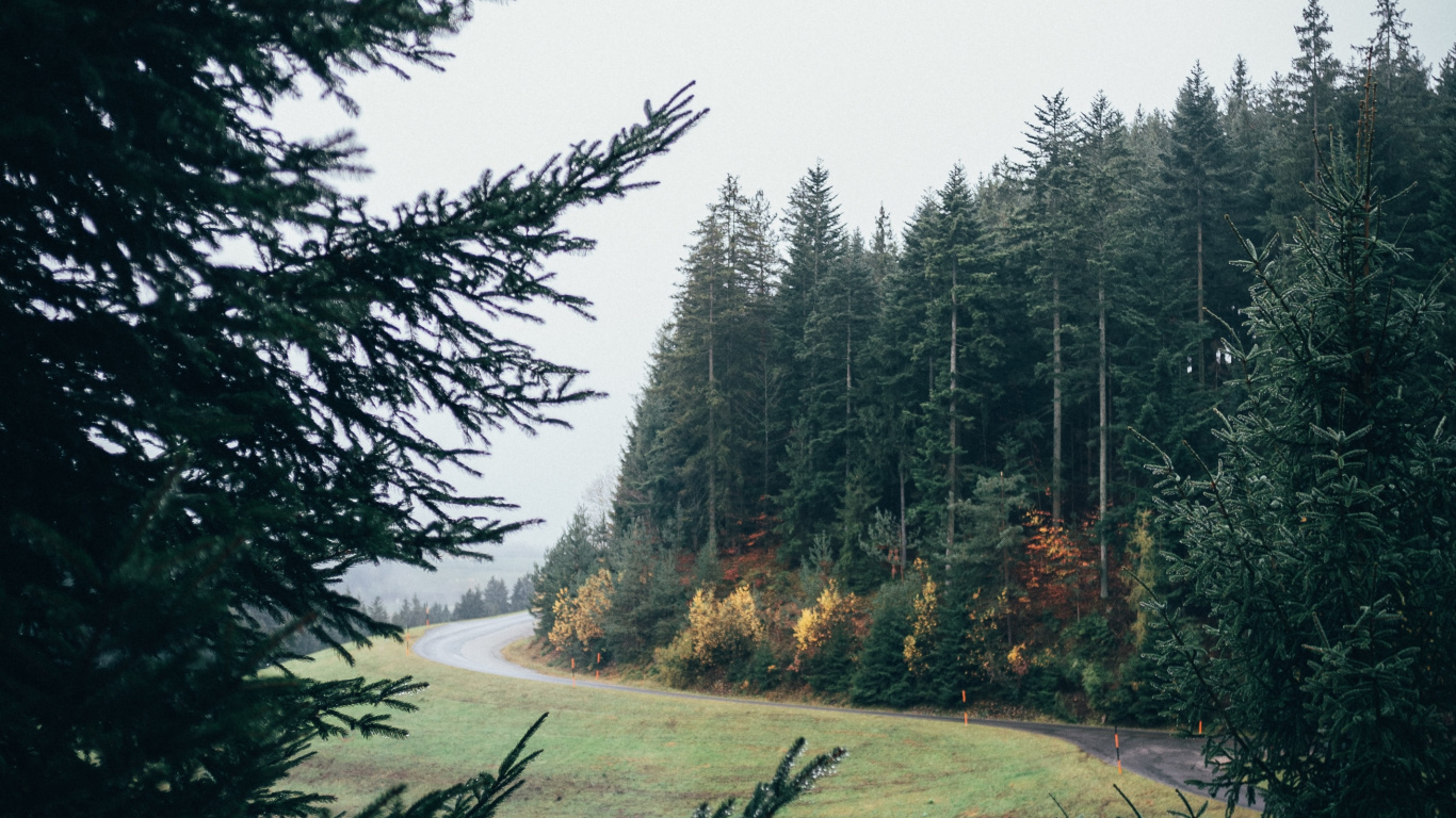 Fir, Forest, Tree, Nature, Natural Landscape. Wallpaper in 1366x768 Resolution