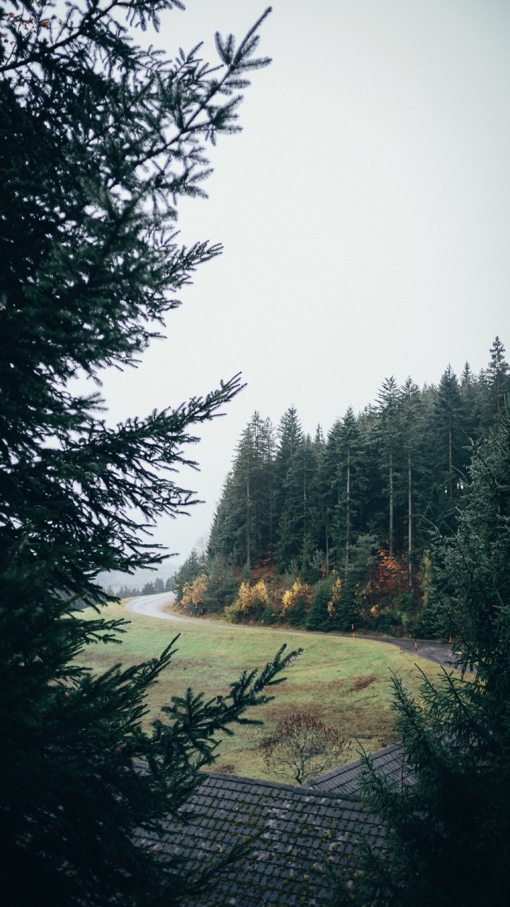 Fir, Forest, Tree, Nature, Natural Landscape. Wallpaper in 720x1280 Resolution