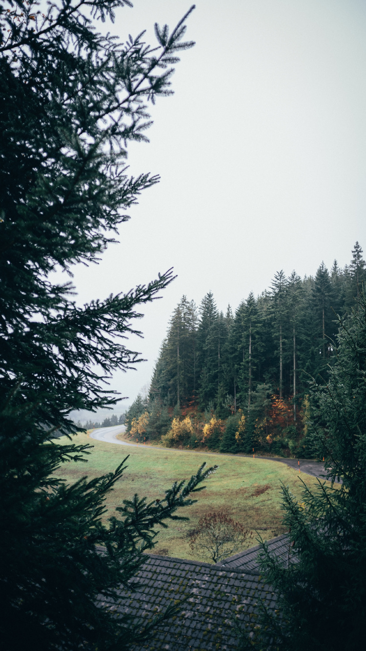 Fir, Forest, Tree, Nature, Natural Landscape. Wallpaper in 750x1334 Resolution