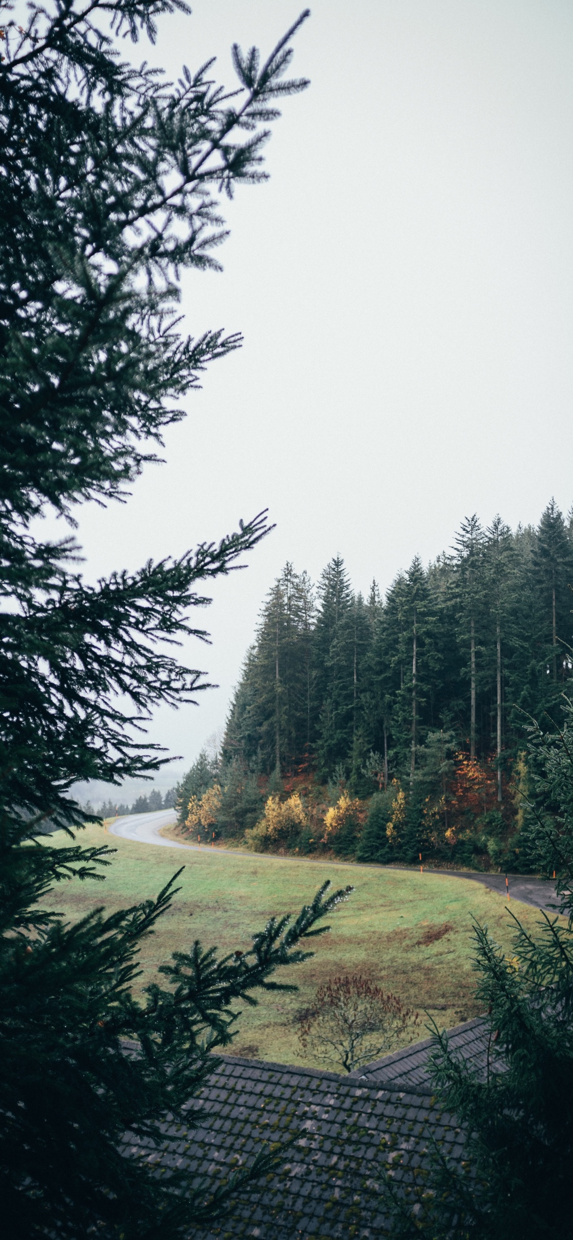 Fir, Wald, Baum, Natur, Naturlandschaft. Wallpaper in 1125x2436 Resolution