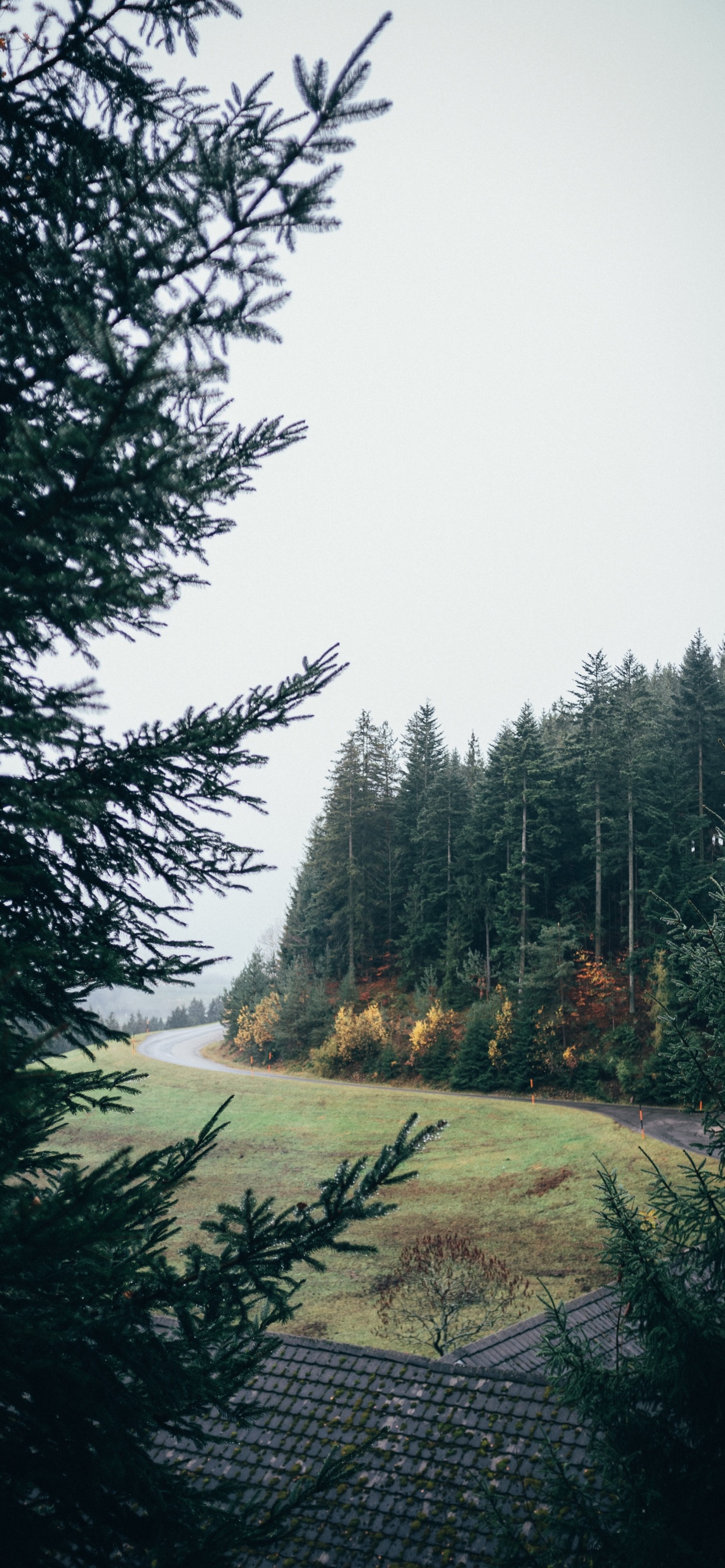 Fir, Wald, Baum, Natur, Naturlandschaft. Wallpaper in 1242x2688 Resolution