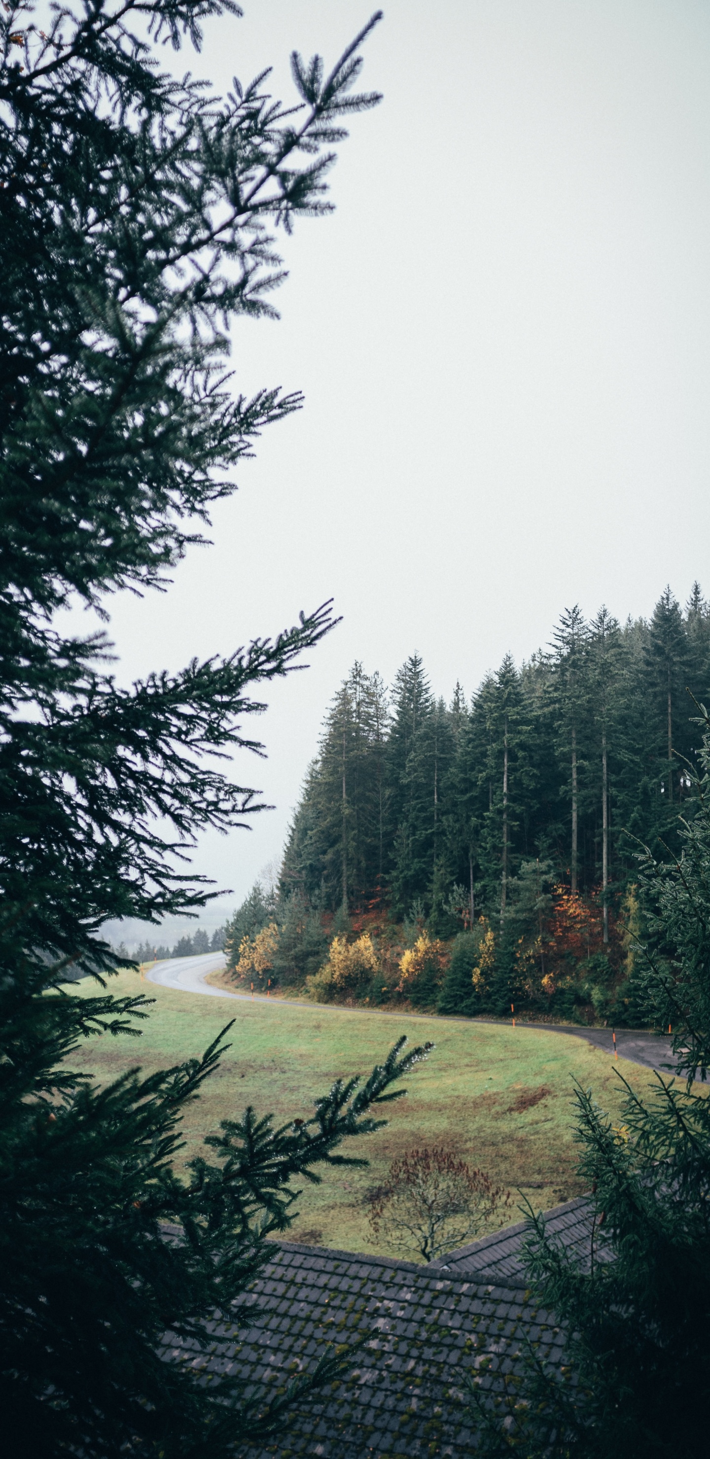 Fir, Wald, Baum, Natur, Naturlandschaft. Wallpaper in 1440x2960 Resolution