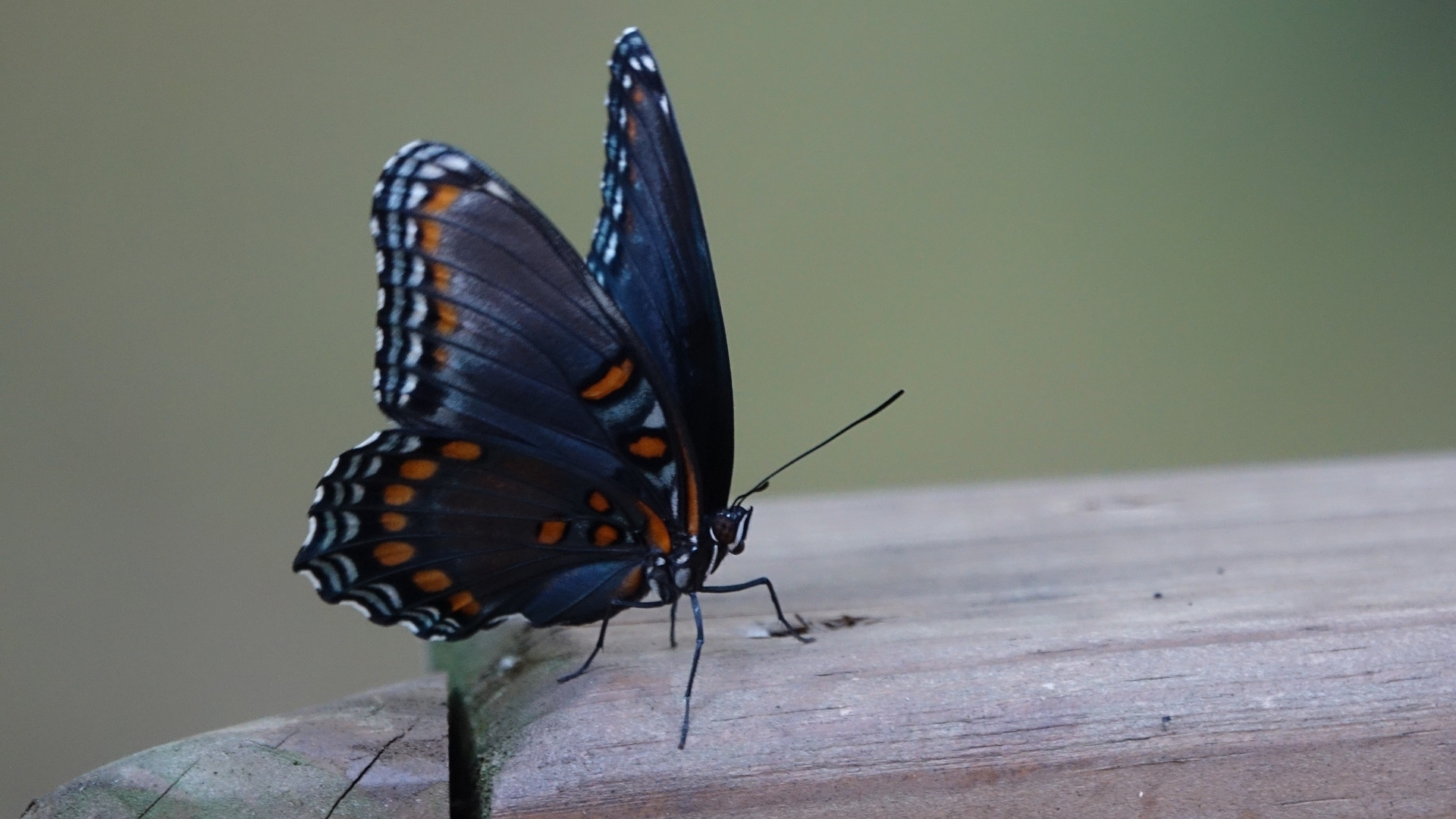 Black and Orange Butterfly on Green Surface. Wallpaper in 1920x1080 Resolution