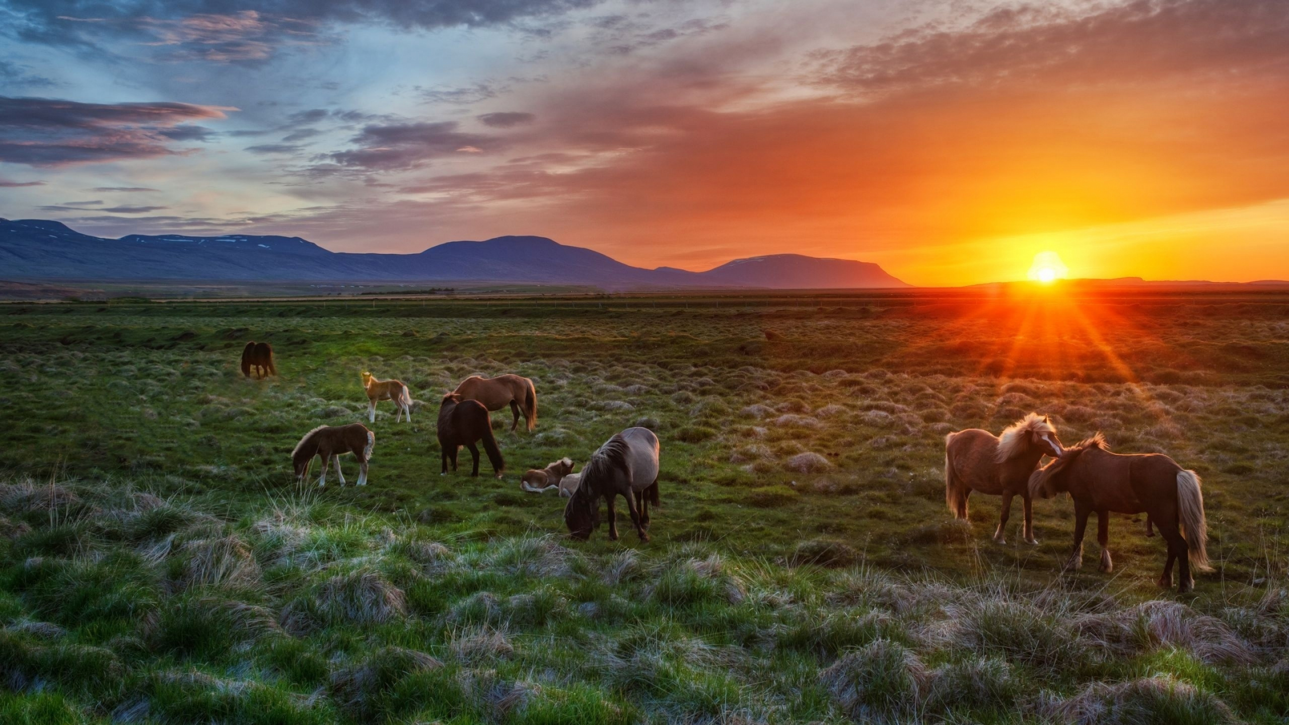 Manada de Caballos en el Campo de Hierba Verde Durante la Puesta de Sol. Wallpaper in 2560x1440 Resolution