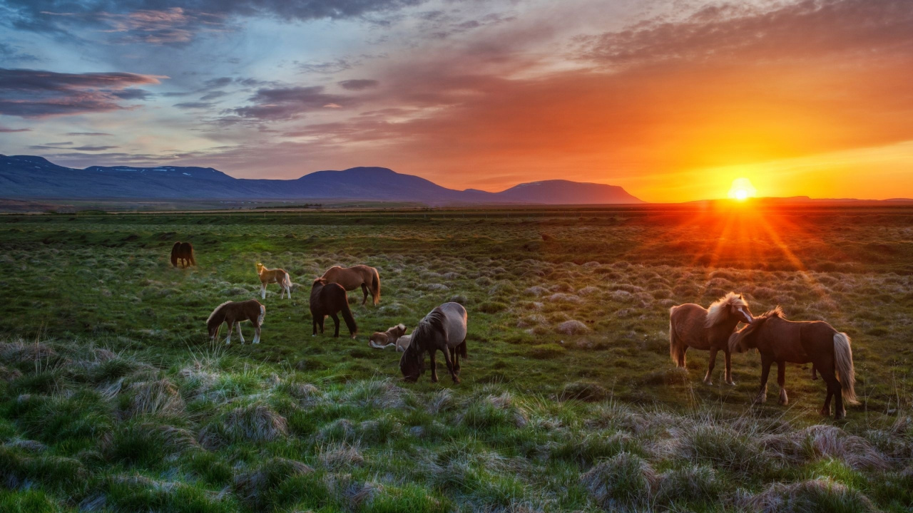 Pferdeherde Auf Grüner Wiese Bei Sonnenuntergang. Wallpaper in 1280x720 Resolution