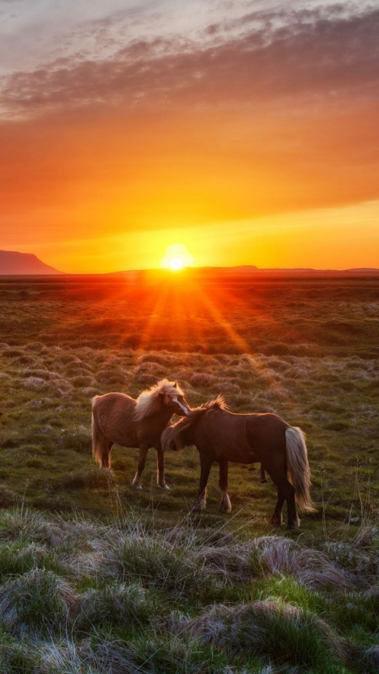 Pferdeherde Auf Grüner Wiese Bei Sonnenuntergang. Wallpaper in 750x1334 Resolution