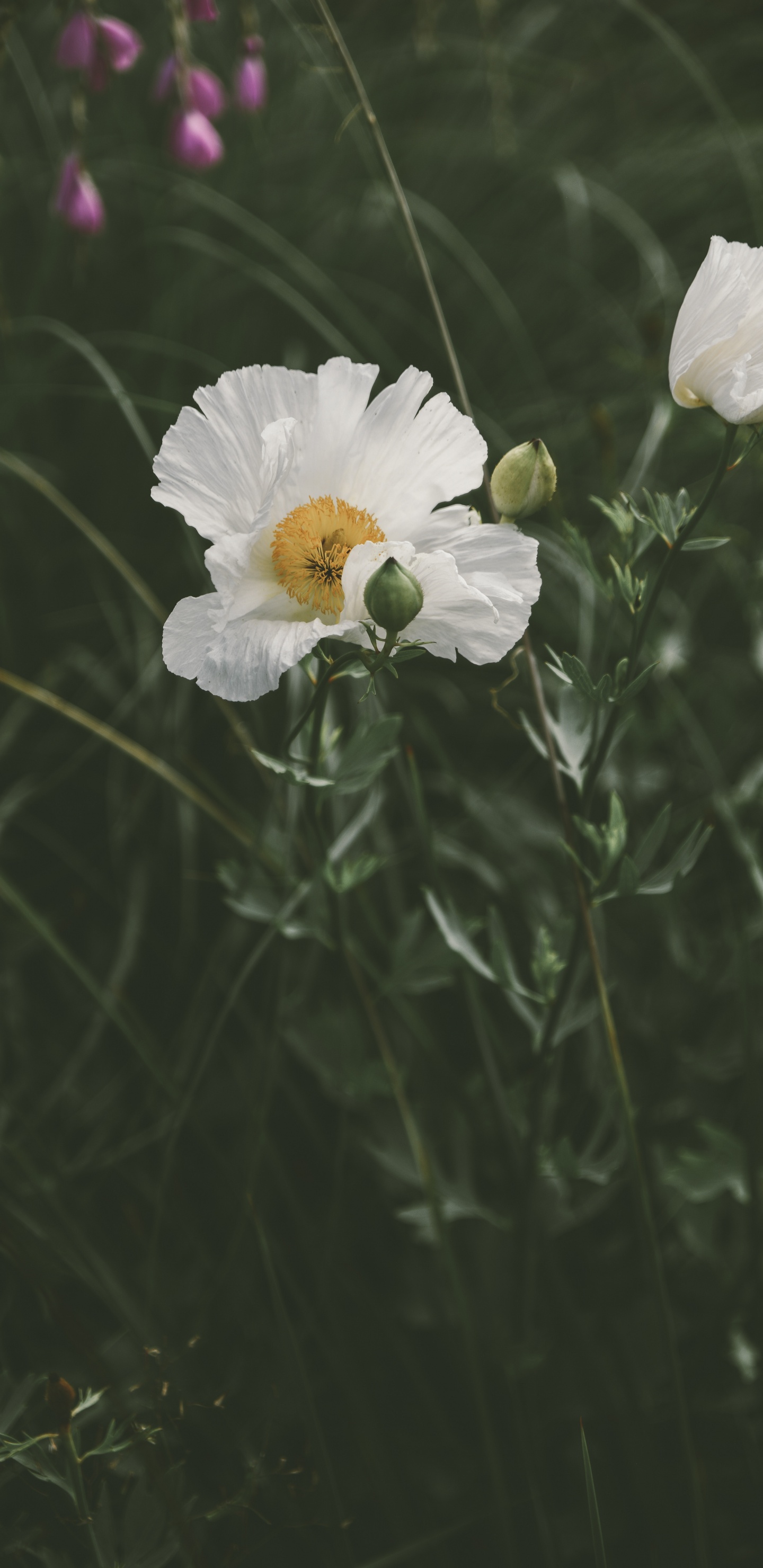 Weiße Blume Mit Grünen Blättern. Wallpaper in 1440x2960 Resolution